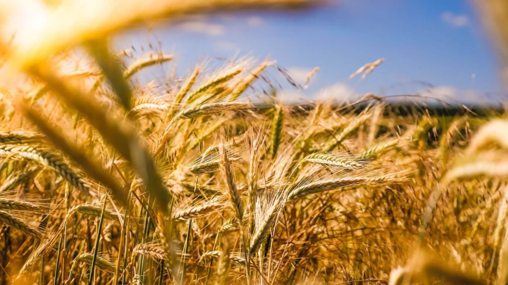A close-up of a wheat field in a farm