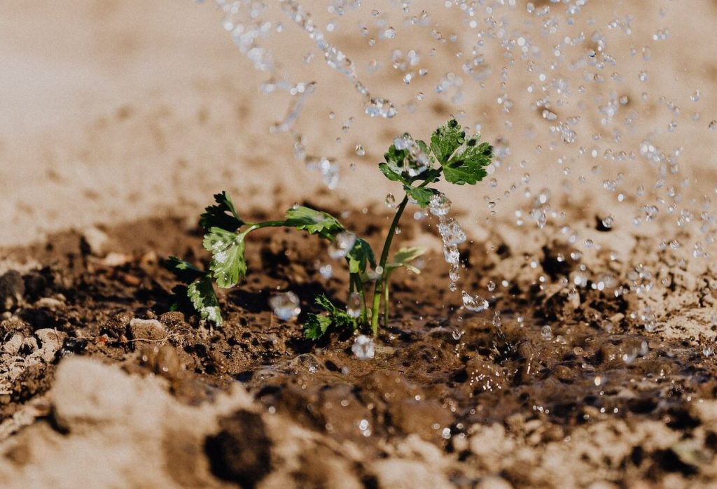 A small piece of parsley planted in the ground being gently watered.